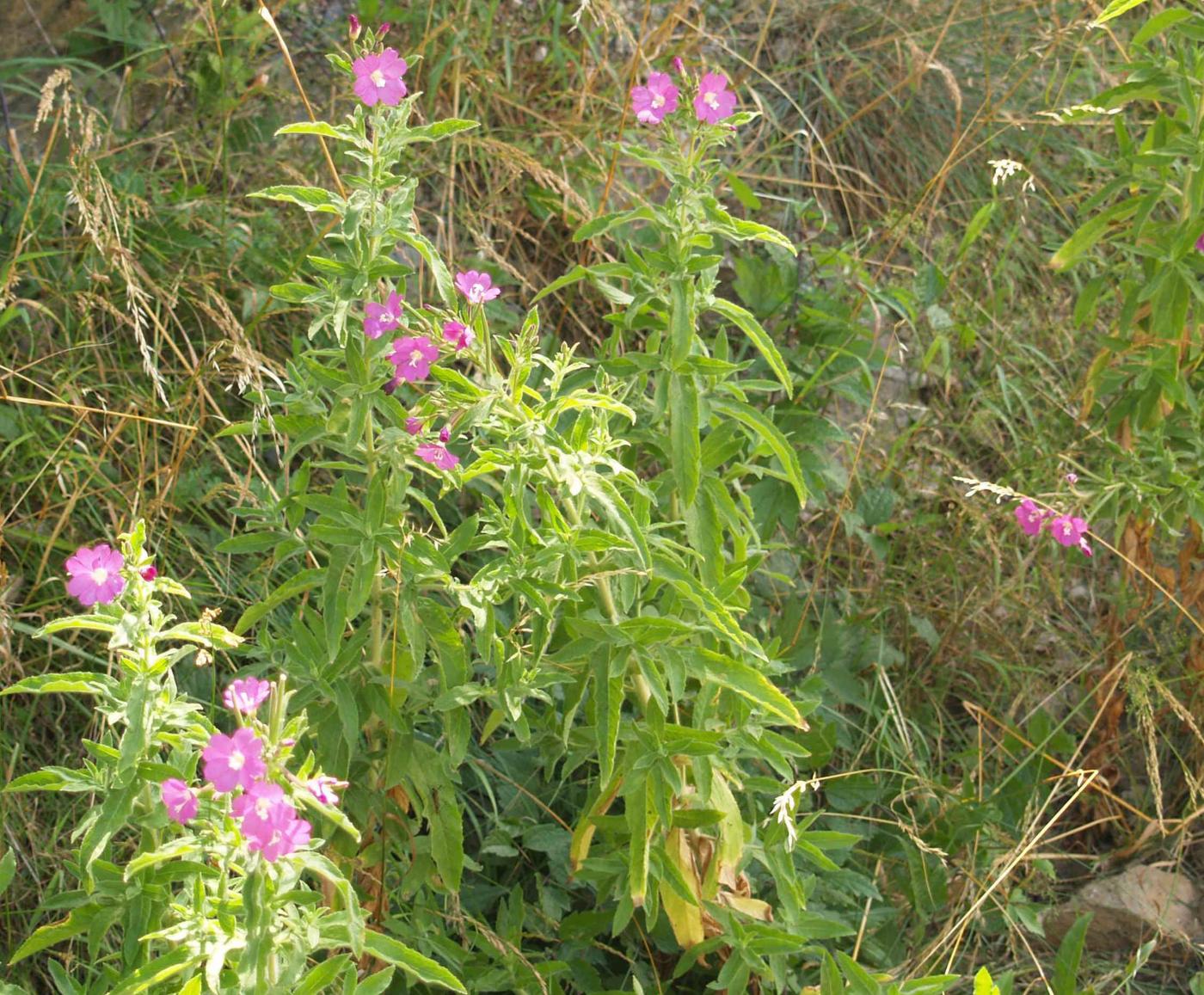 Willow-herb, Great Hairy plant